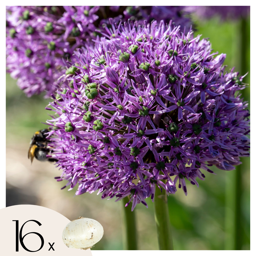 Ornamental onion - 16 pcs. - Allium 'Gladiator' - Flower Bulbs - Purple