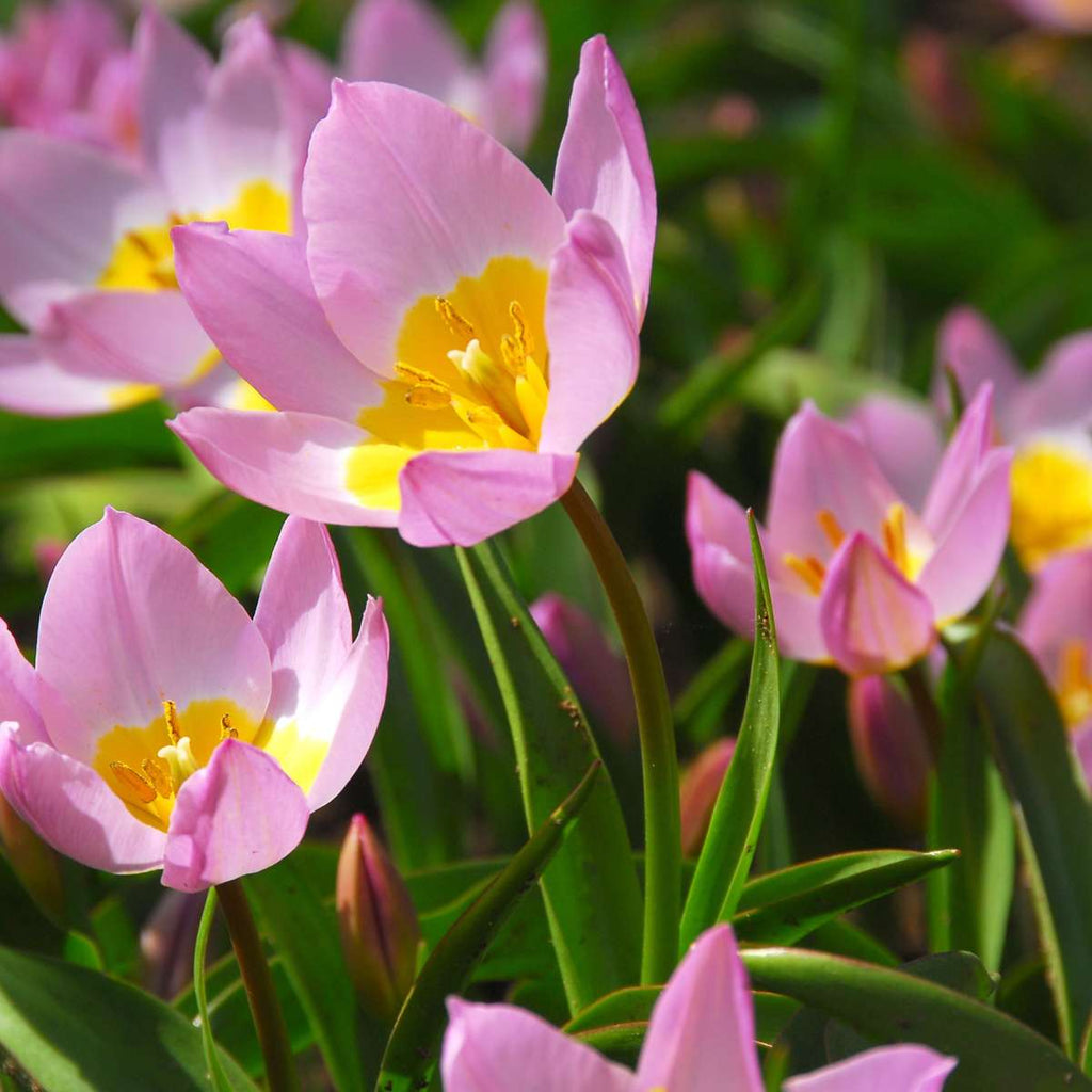 Tulip bulbs - 100 pcs. - Tulipa bakeri 'Lilac Wonder' - Flower Bulbs