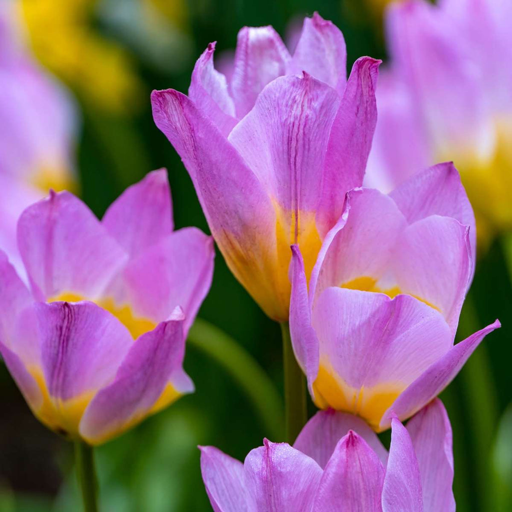 Tulip bulbs - 100 pcs. - Tulipa bakeri 'Lilac Wonder' - Flower Bulbs