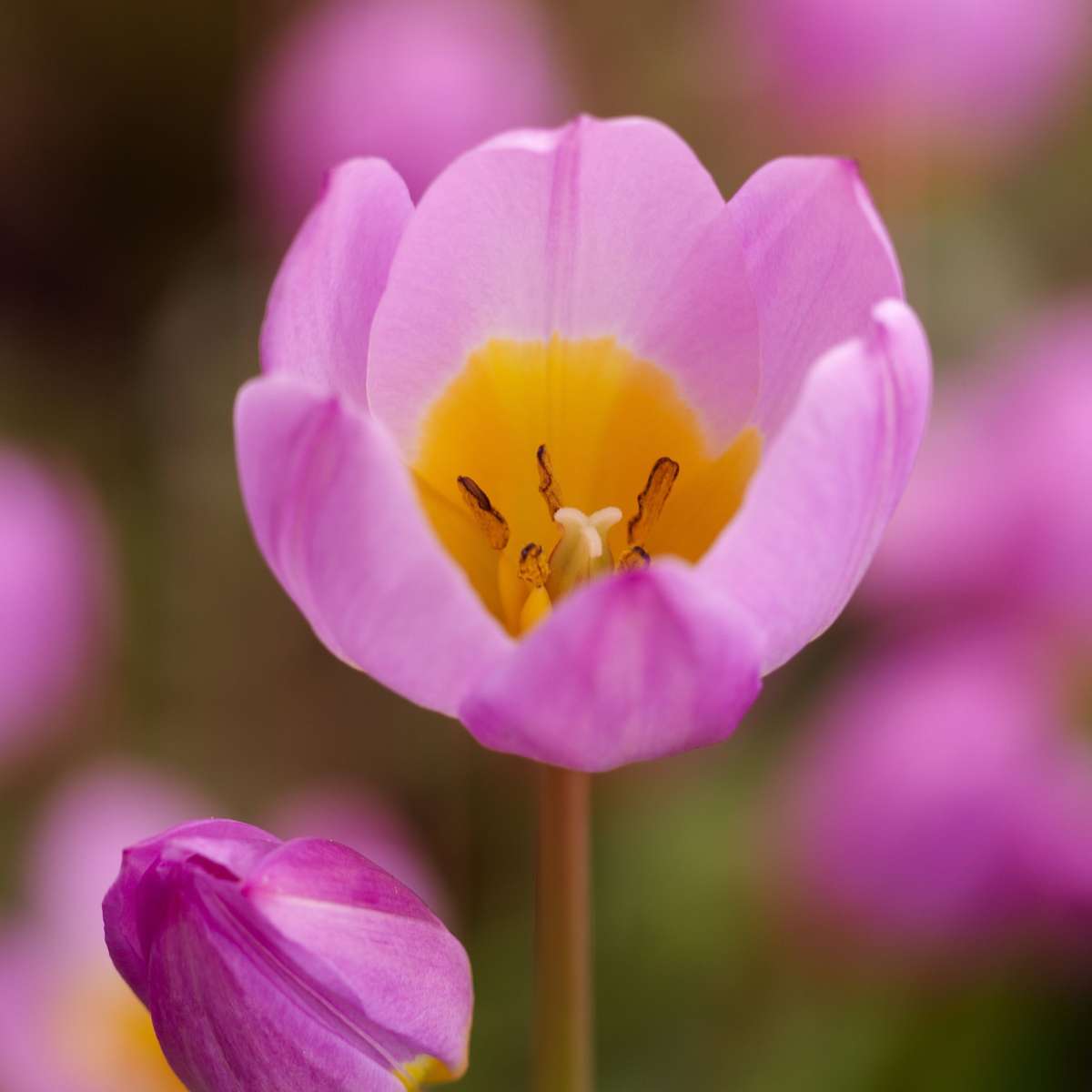 Tulip bulbs - 100 pcs. - Tulipa bakeri 'Lilac Wonder' - Flower Bulbs