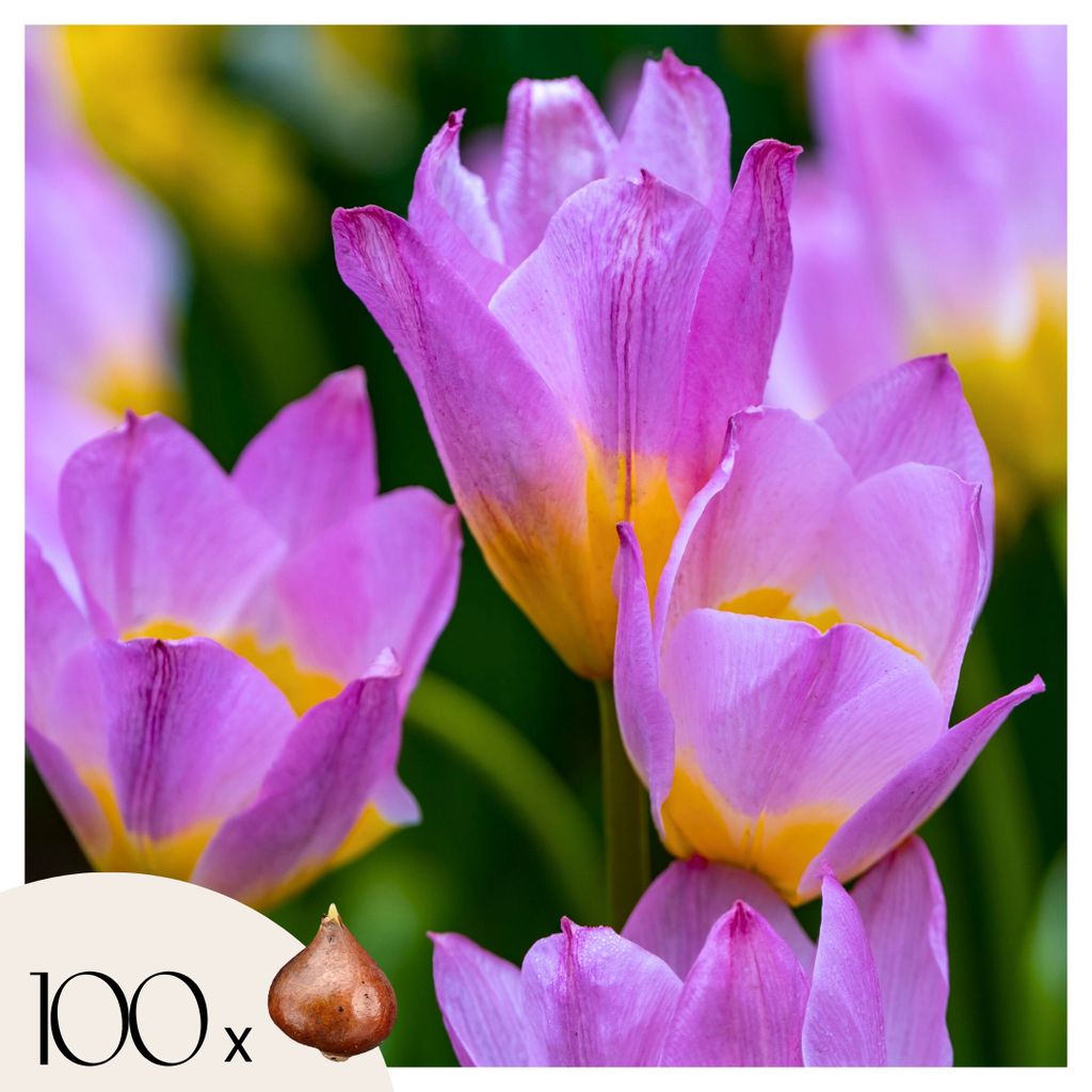 Tulip bulbs - 100 pcs. - Tulipa bakeri 'Lilac Wonder' - Flower Bulbs