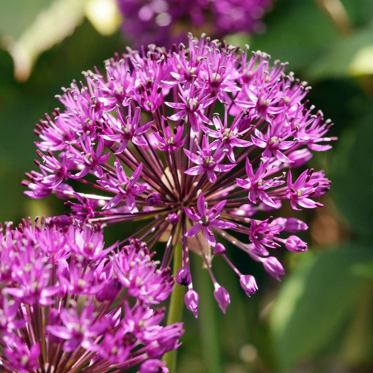 Ornamental onion - 30 pcs. - Allium 'Purple Sensation' - Flower Bulbs - Purple