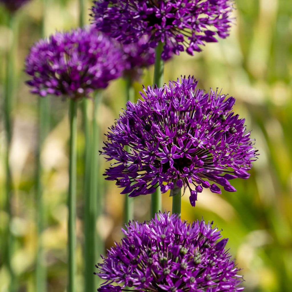 Ornamental onion - 60 pcs. - Allium 'Purple Sensation' - Flower Bulbs - Purple