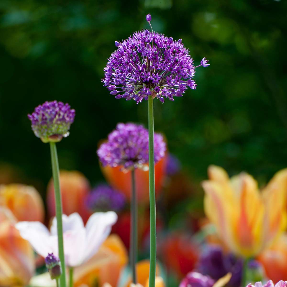 Ornamental onion - 60 pcs. - Allium 'Purple Sensation' - Flower Bulbs - Purple