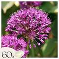 Ornamental onion - 60 pcs. - Allium 'Purple Sensation' - Flower Bulbs - Purple
