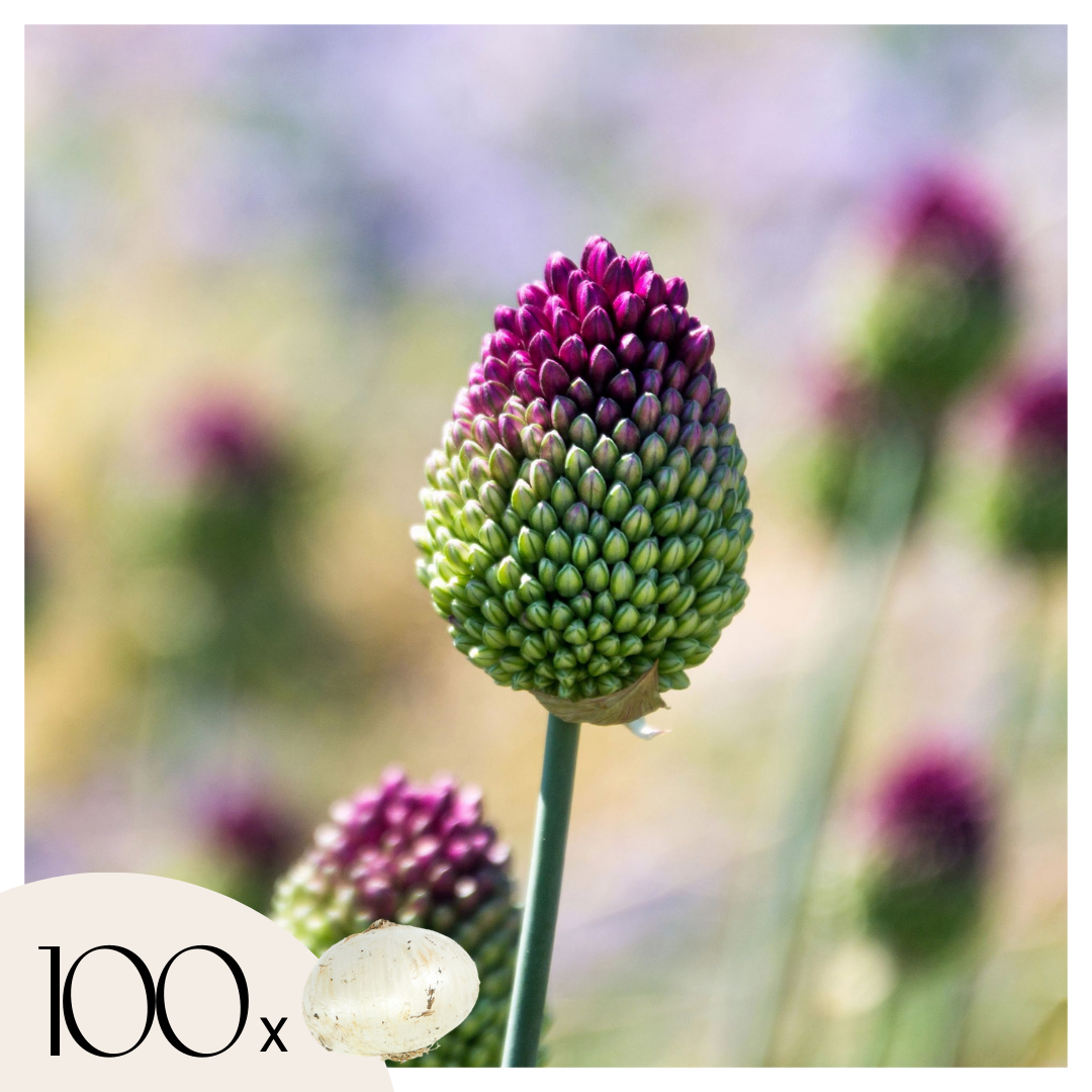 Ornamental onion - 100 pcs. - Allium 'Sphaerocephalon' - Flower Bulbs - Purple