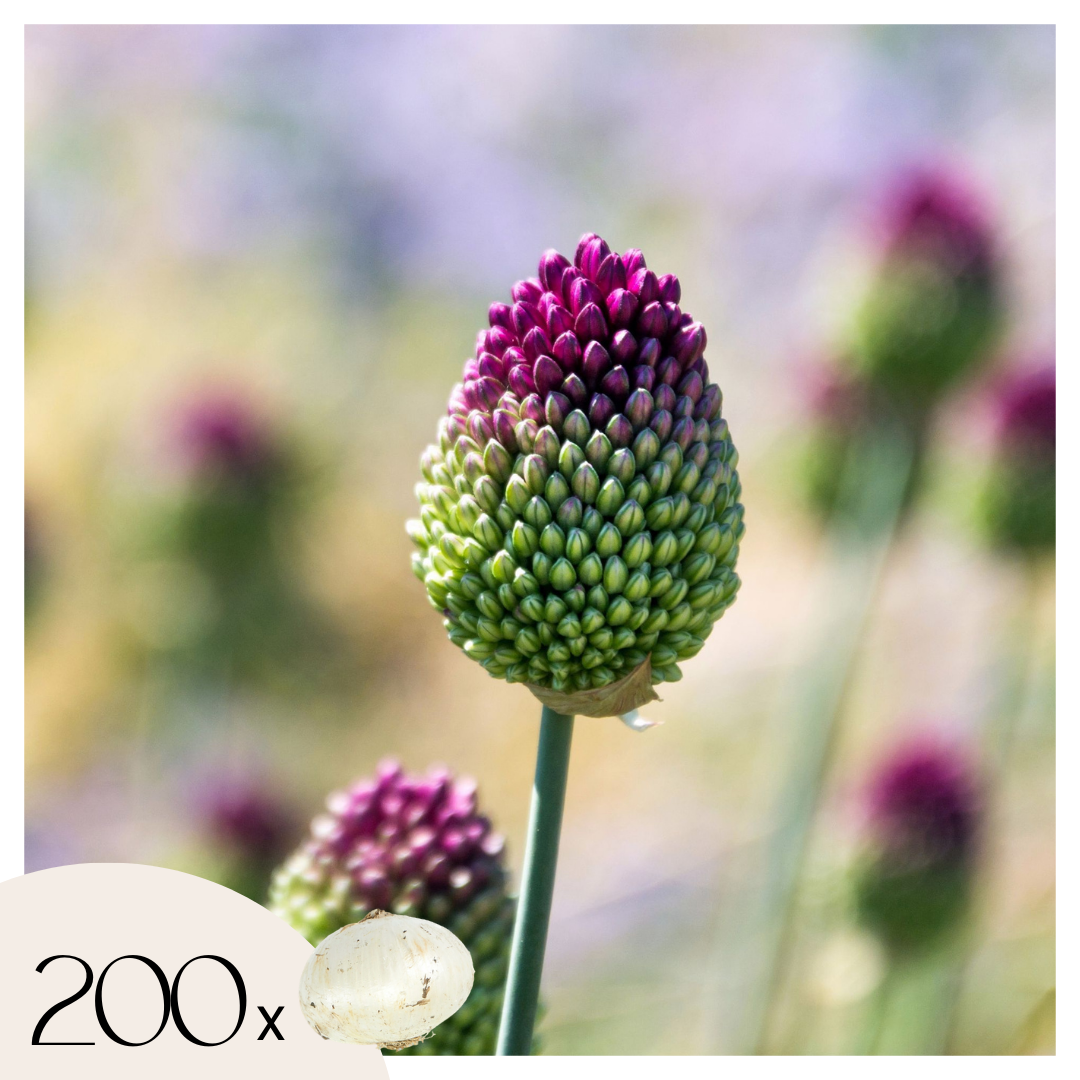 Ornamental onion - 200 pcs. - Allium 'Sphaerocephalon' - Flower Bulbs - Purple