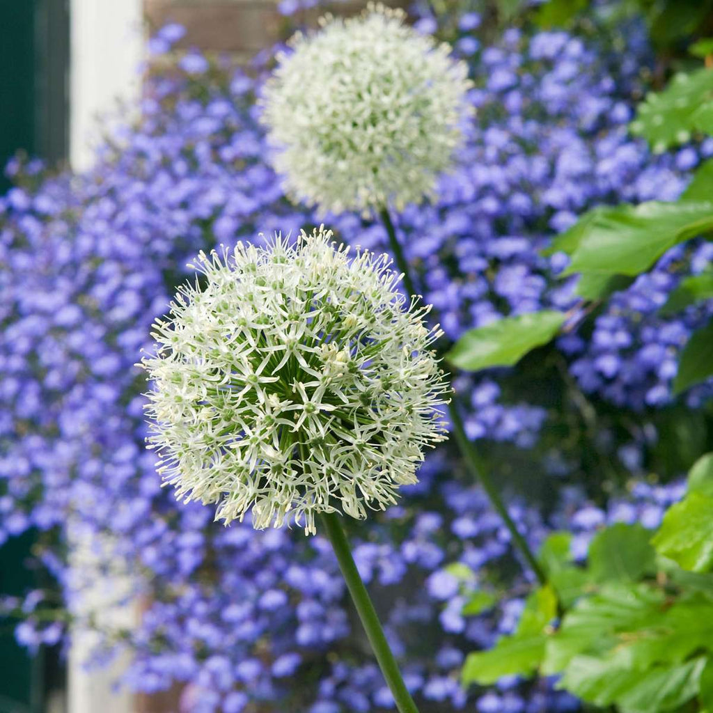 Ornamental onion - 6 pcs. - Allium 'Mount Everest' - Flower Bulbs - White