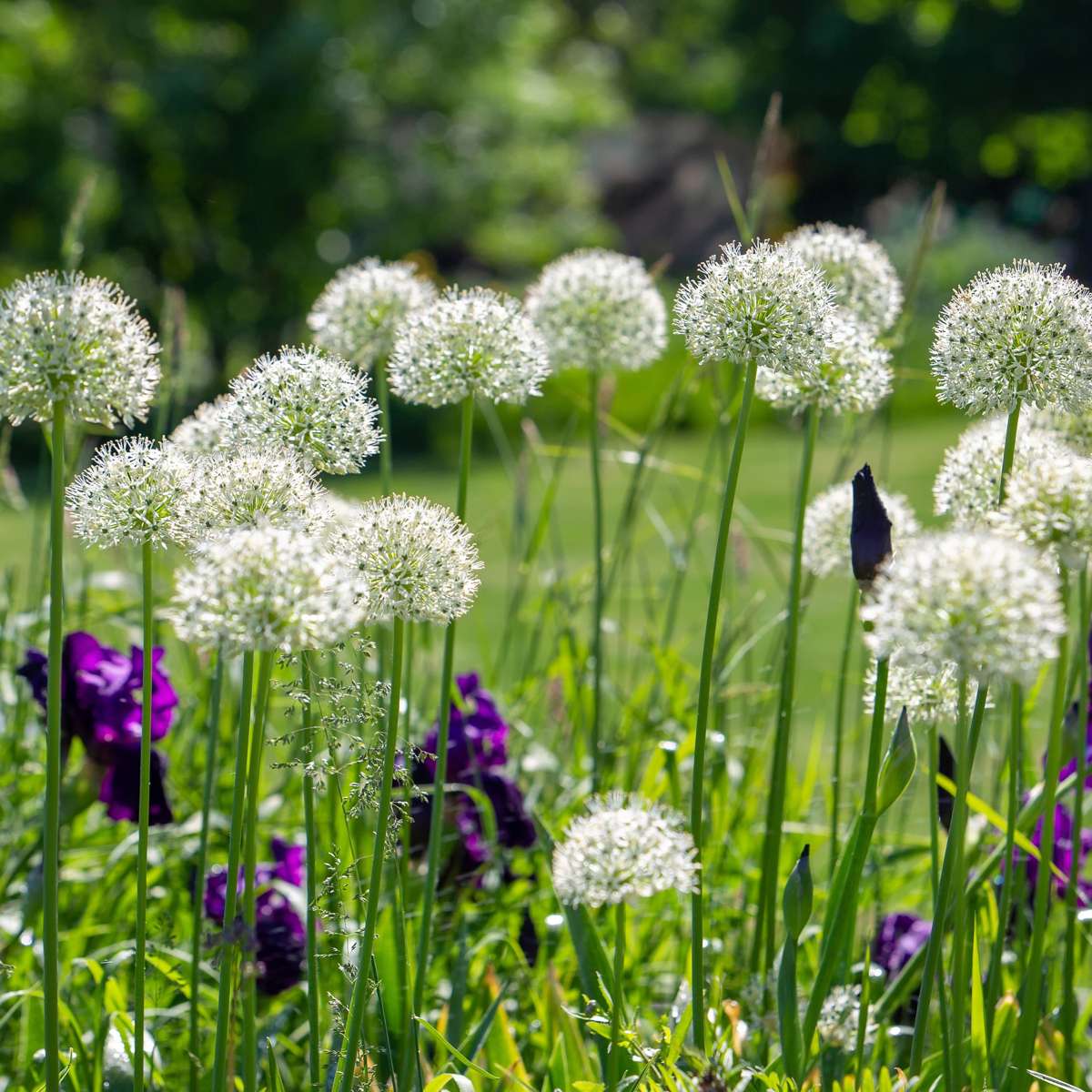 Ornamental onion - 6 pcs. - Allium 'Mount Everest' - Flower Bulbs - White
