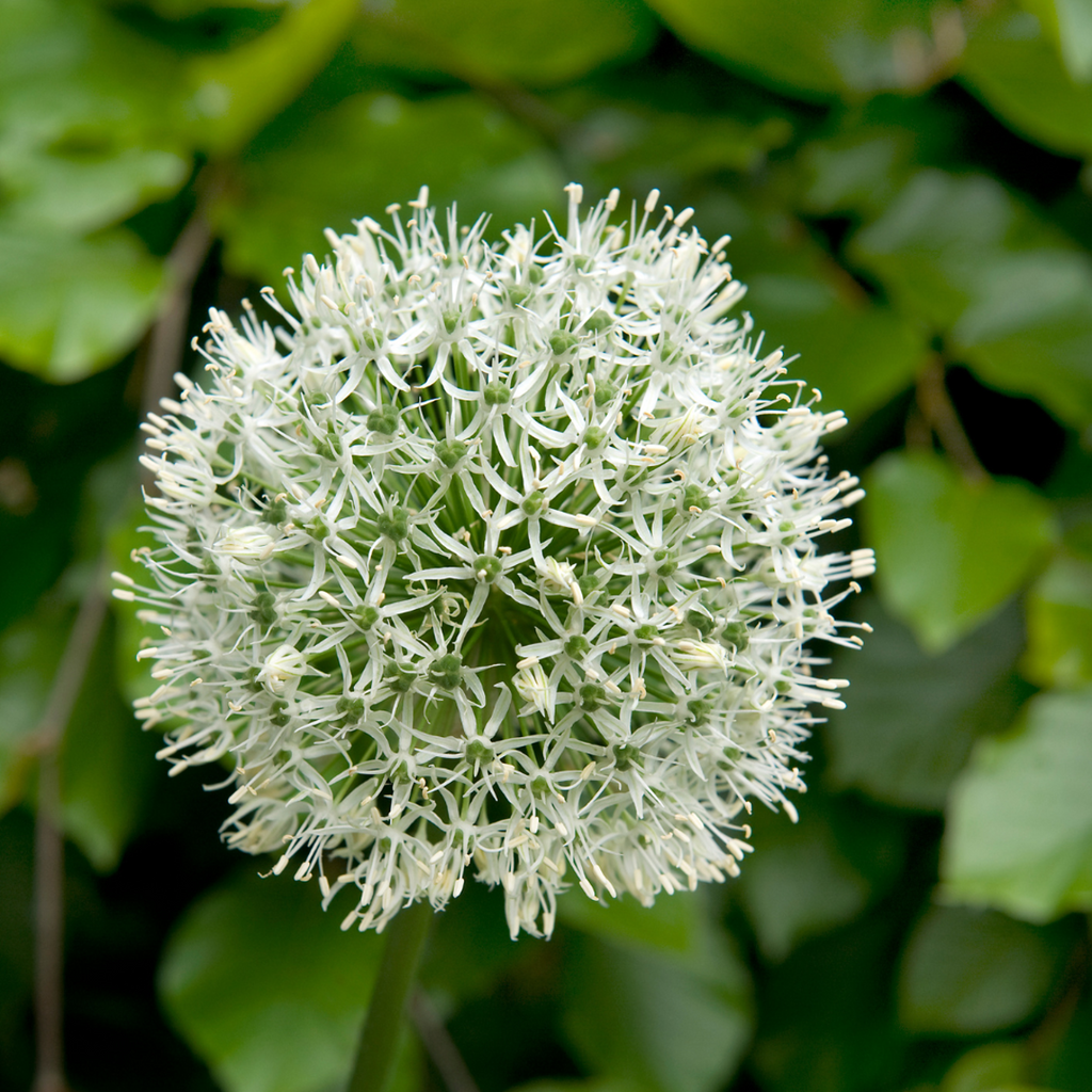 Ornamental onion - 3 pcs. - Allium 'Mount Everest' - Flower Bulbs - White