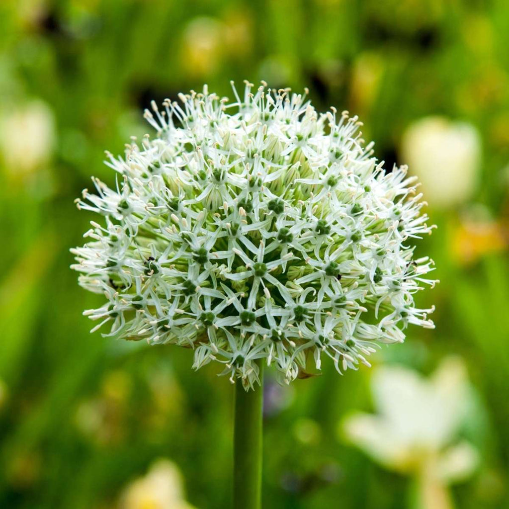 Ornamental onion - 3 pcs. - Allium 'Mount Everest' - Flower Bulbs - White