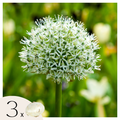 Ornamental onion - 3 pcs. - Allium 'Mount Everest' - Flower Bulbs - White