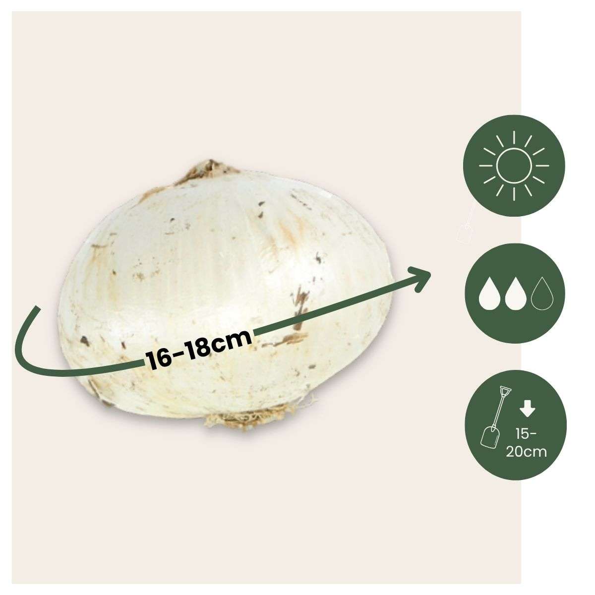 Ornamental onion - 3 pcs. - Allium 'Mount Everest' - Flower Bulbs - White