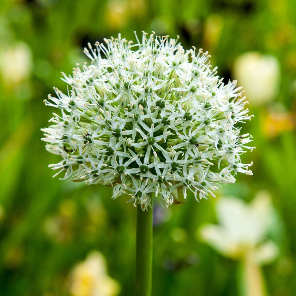 Ornamental onion - 6 pcs. - Allium 'Mount Everest' - Flower Bulbs - White