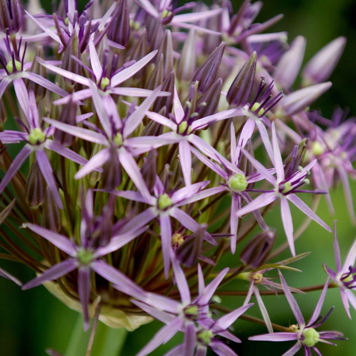 Ornamental onion - 15 pcs. - Allium 'Christophii' - Flower Bulbs - Purple