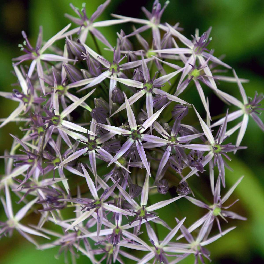 Ornamental onion - 15 pcs. - Allium 'Christophii' - Flower Bulbs - Purple
