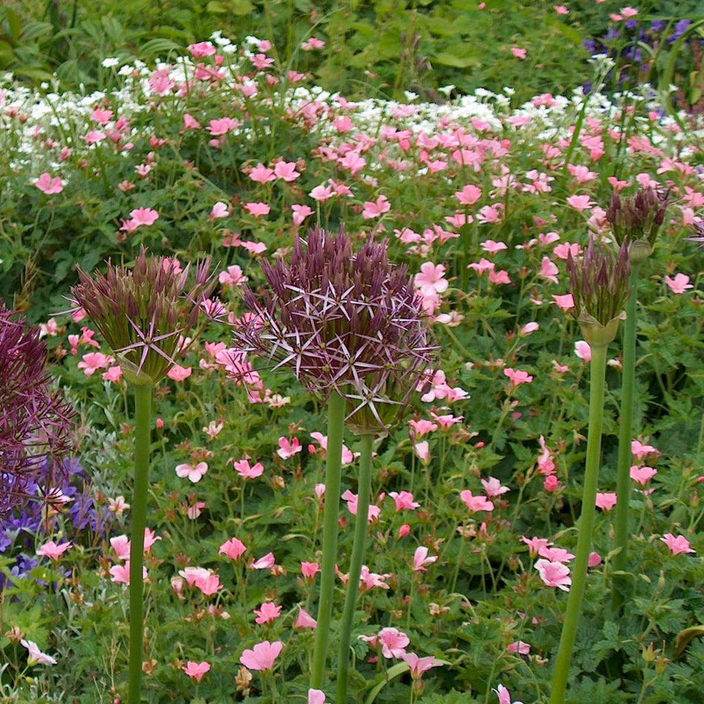 Ornamental onion - 15 pcs. - Allium 'Christophii' - Flower Bulbs - Purple