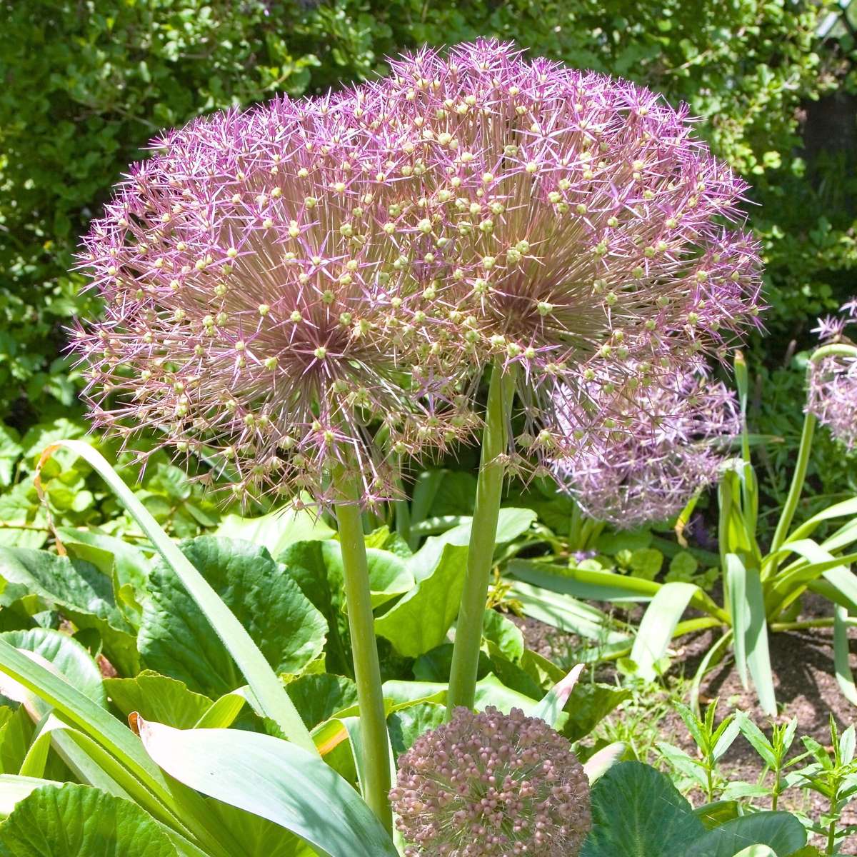Ornamental onion - 30 pcs. - Allium 'Christophii' - Flower Bulbs - Purple