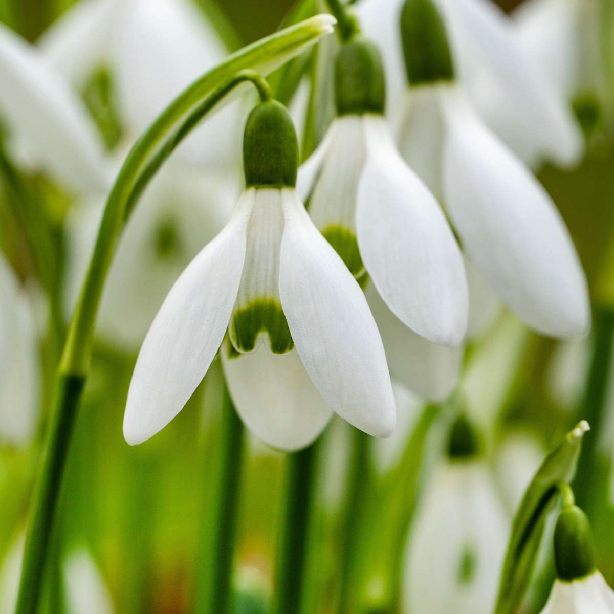 Greater snowdrop - 50 pcs. - Galanthus elwesii - Flower Bulbs - White
