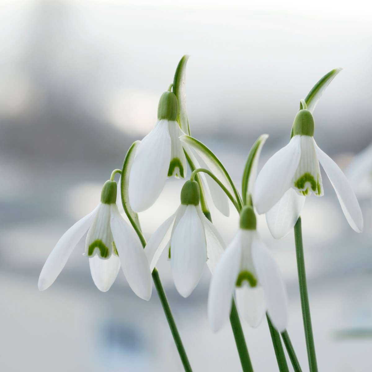 Greater snowdrop - 50 pcs. - Galanthus elwesii - Flower Bulbs - White