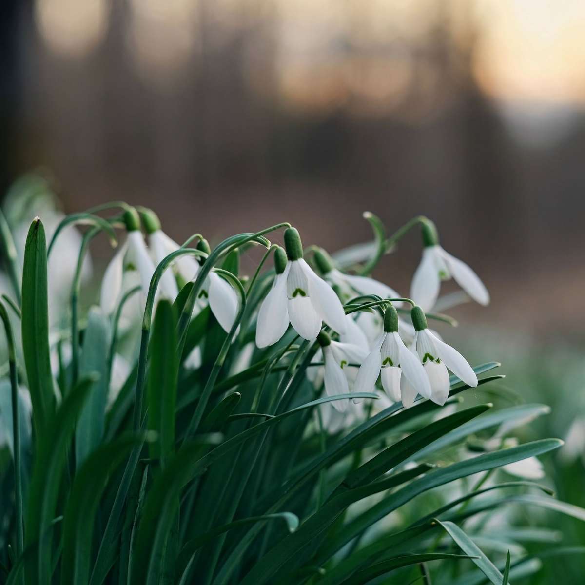 Greater snowdrop - 50 pcs. - Galanthus elwesii - Flower Bulbs - White
