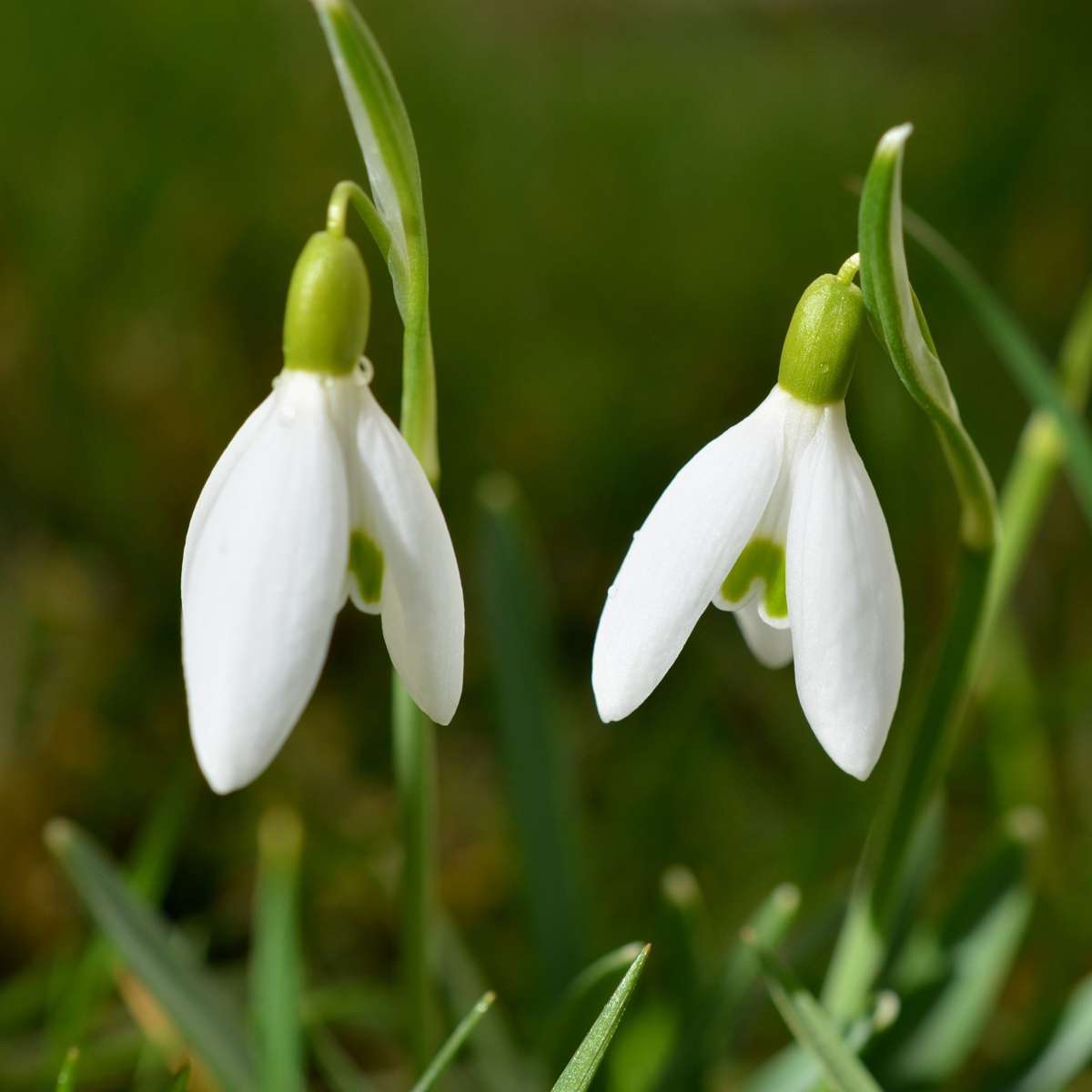 Greater snowdrop - 50 pcs. - Galanthus elwesii - Flower Bulbs - White