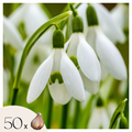 Greater snowdrop - 50 pcs. - Galanthus elwesii - Flower Bulbs - White