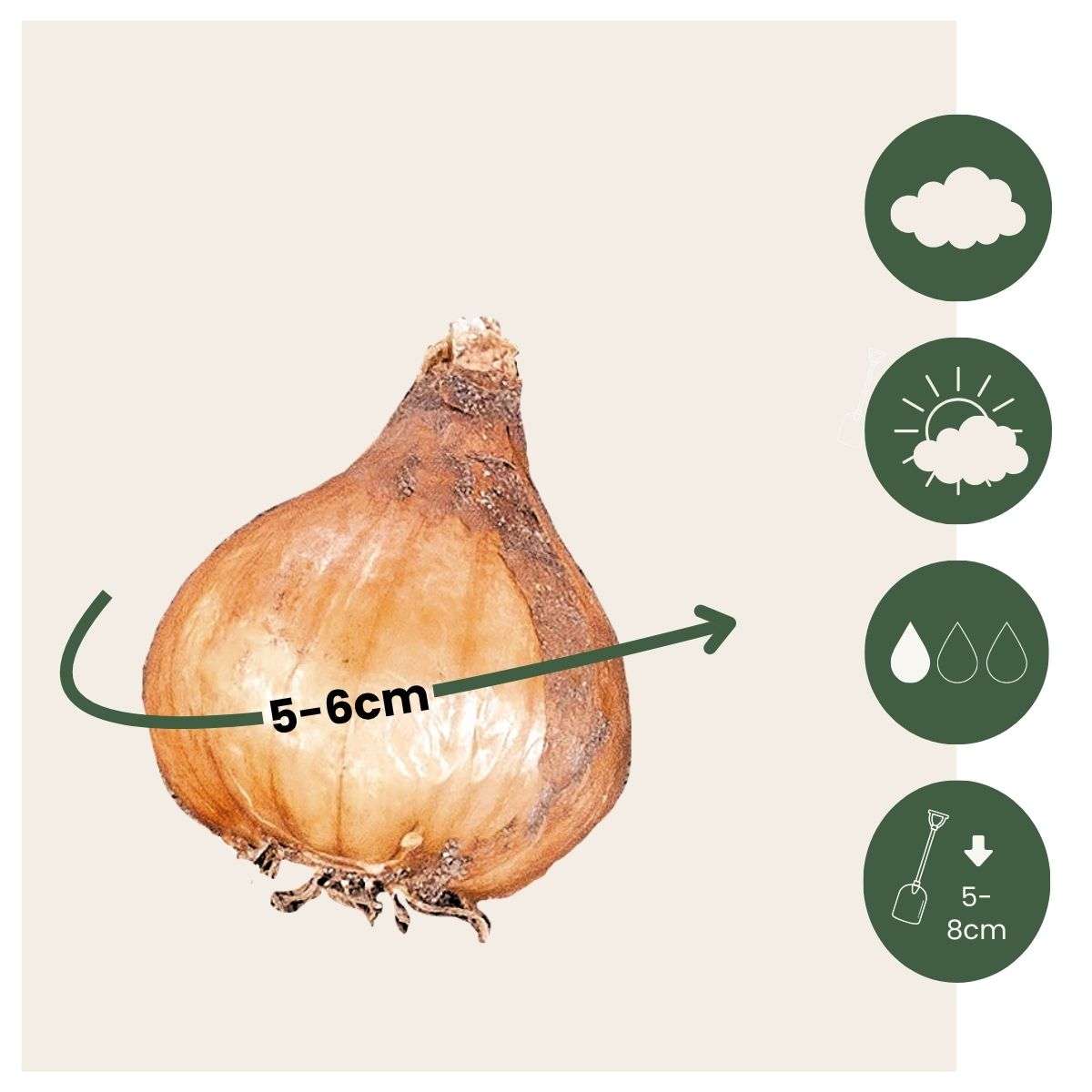 Greater snowdrop - 50 pcs. - Galanthus elwesii - Flower Bulbs - White