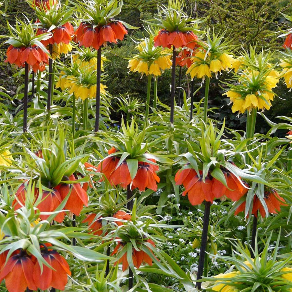 Snake's Head fritillary - 3 pcs. - Fritillaria 'lutea' - Flower Bulbs - Yellow