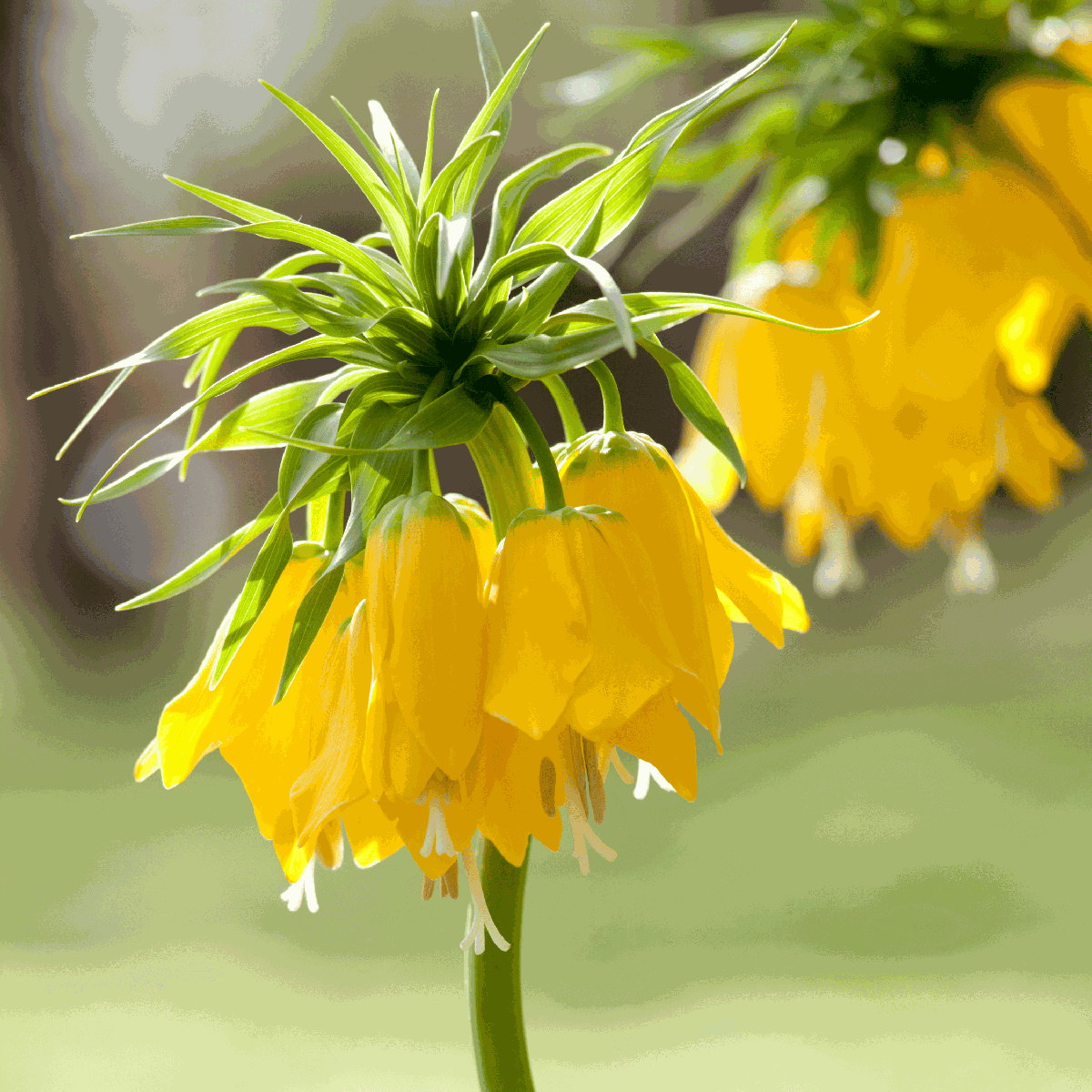 Snake's Head fritillary - 3 pcs. - Fritillaria 'lutea' - Flower Bulbs - Yellow