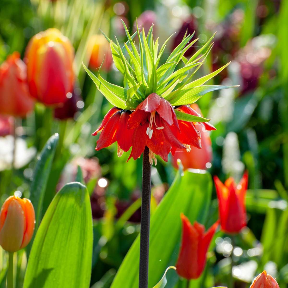 Snake's Head fritillary - 3 pcs. - Fritillaria rubra - Flower Bulbs - Orange
