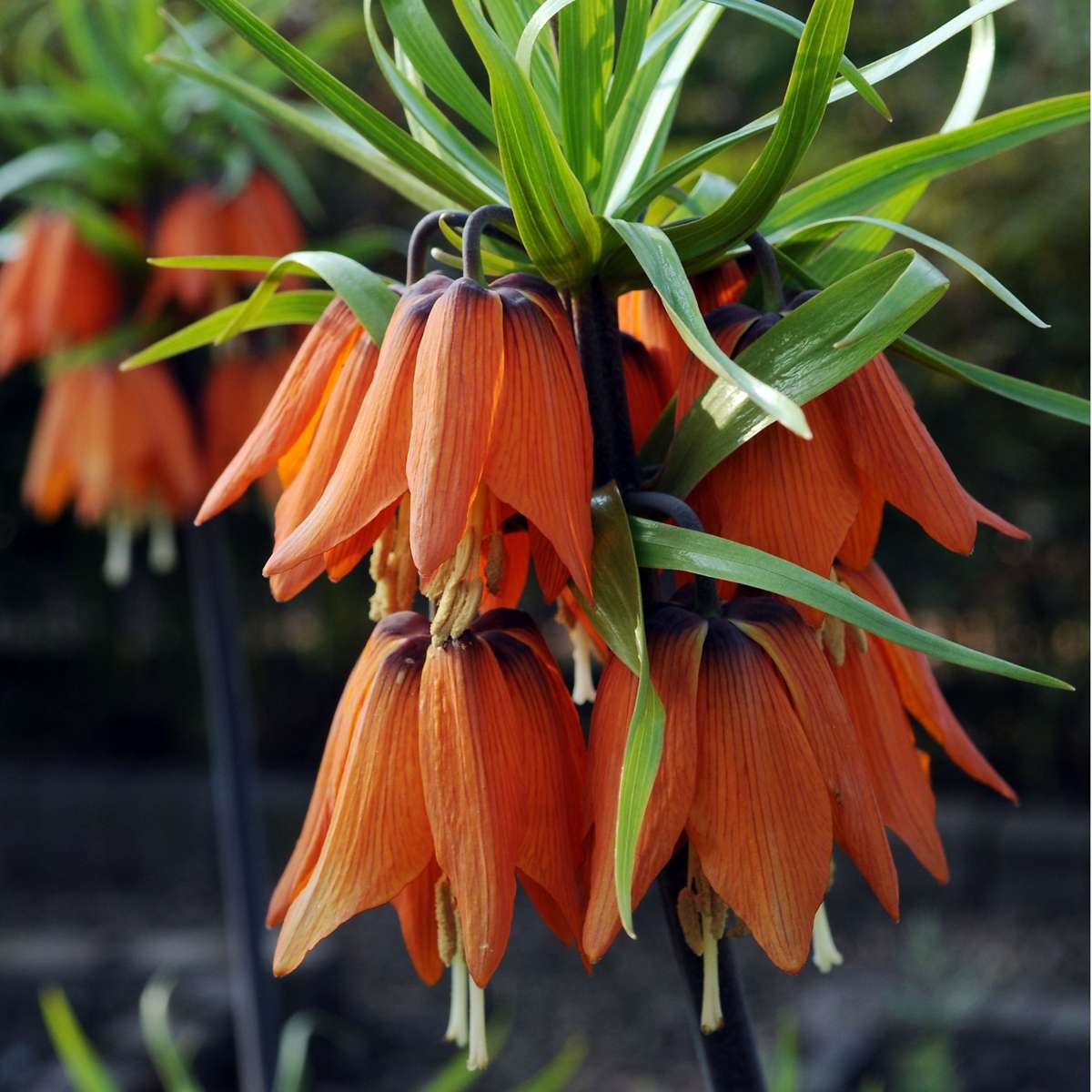 Snake's Head fritillary - 3 pcs. - Fritillaria rubra - Flower Bulbs - Orange