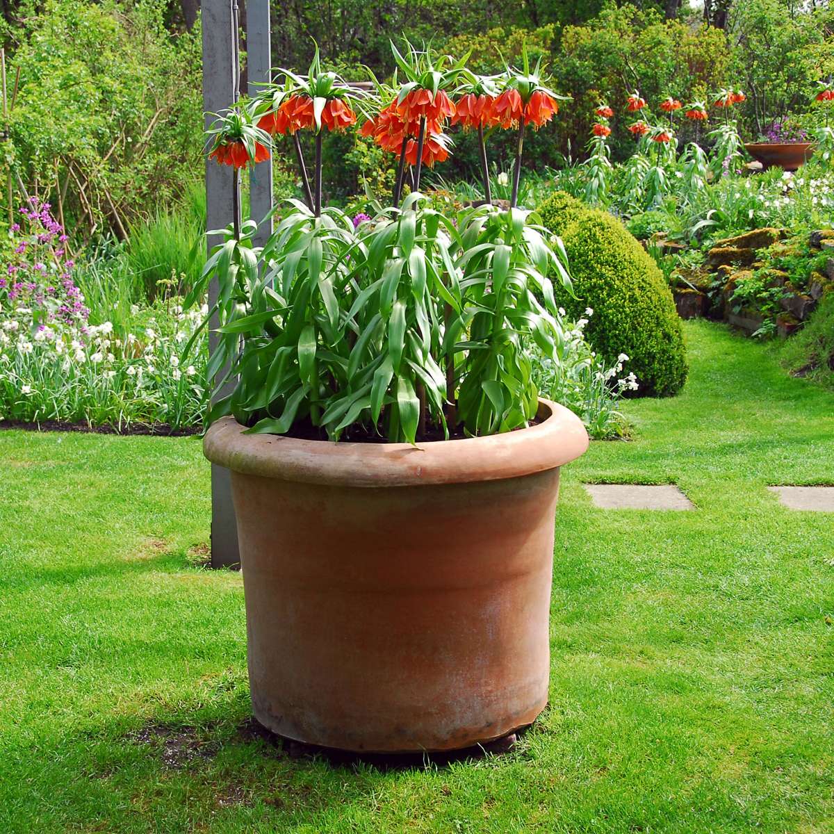 Snake's Head fritillary - 3 pcs. - Fritillaria rubra - Flower Bulbs - Orange