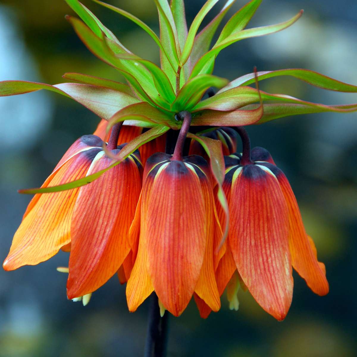 Snake's Head fritillary - 3 pcs. - Fritillaria rubra - Flower Bulbs - Orange