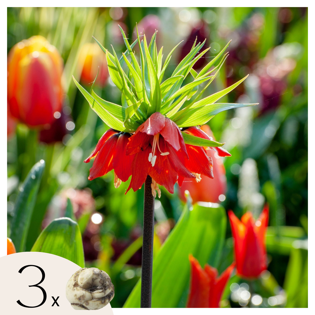 Snake's Head fritillary - 3 pcs. - Fritillaria rubra - Flower Bulbs - Orange
