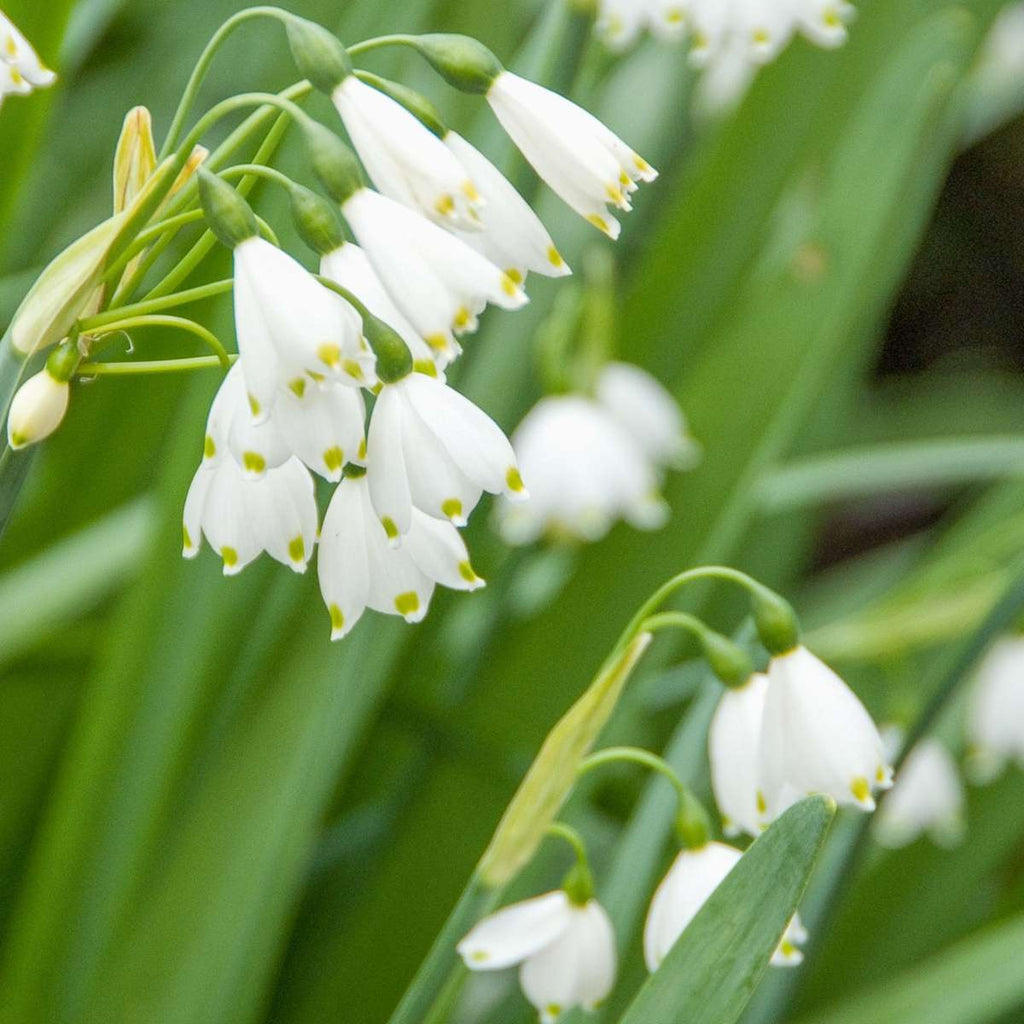 Summer Snowflake - 20 pcs. - Leucojum aestivum - Flower Bulbs - White