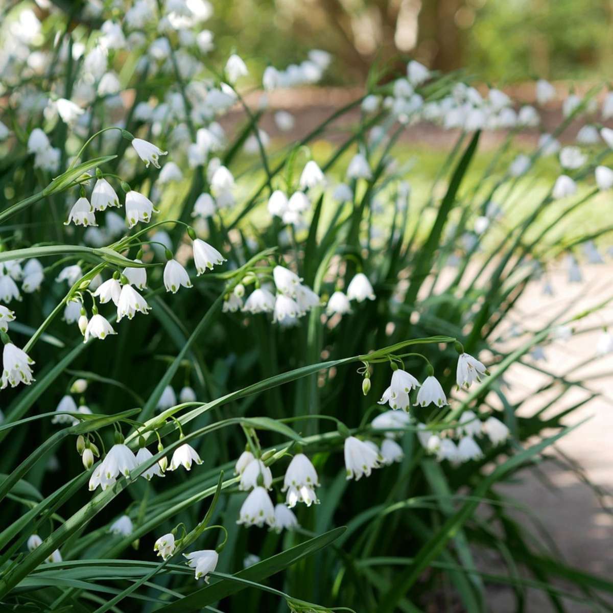 Summer Snowflake - 20 pcs. - Leucojum aestivum - Flower Bulbs - White