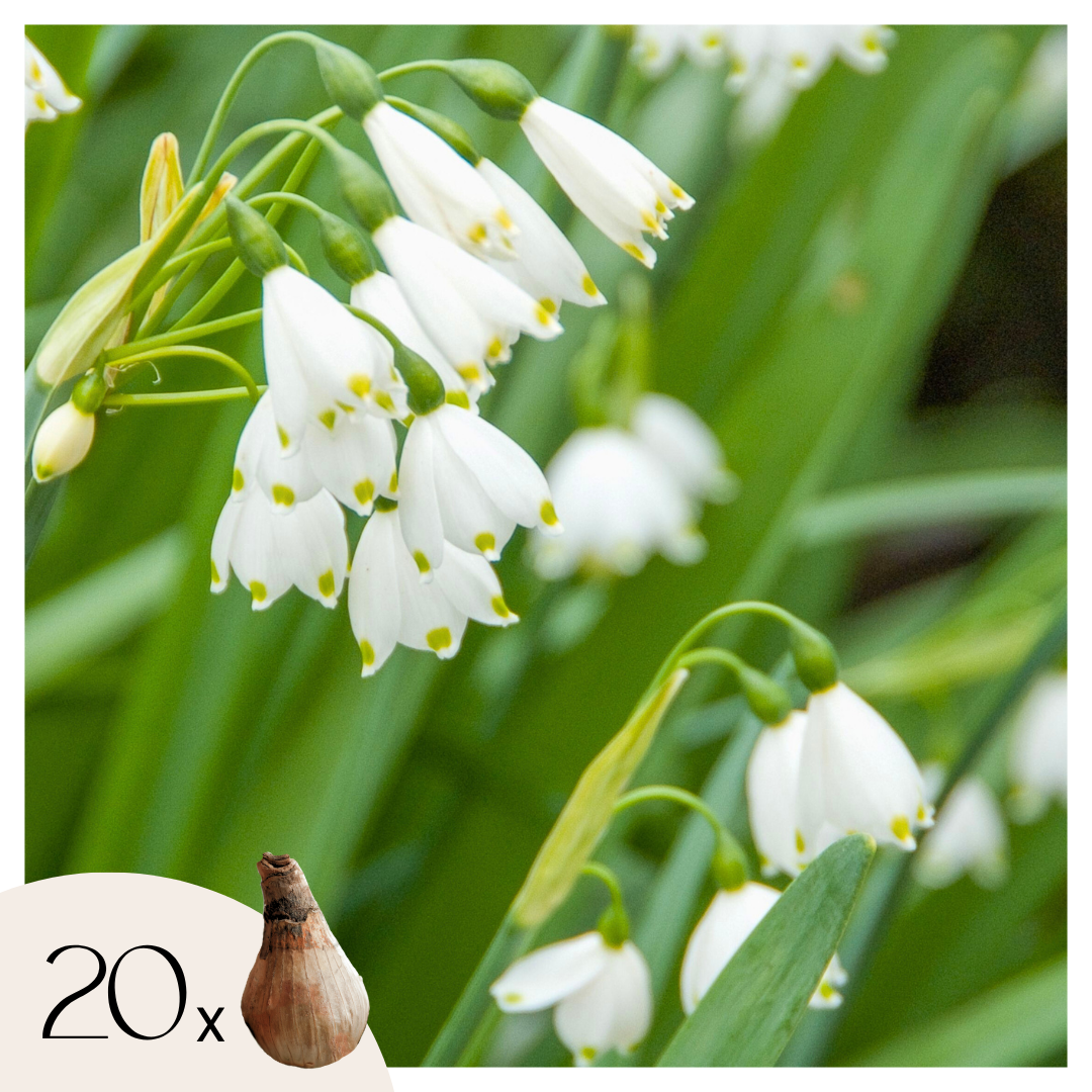 Summer Snowflake - 20 pcs. - Leucojum aestivum - Flower Bulbs - White