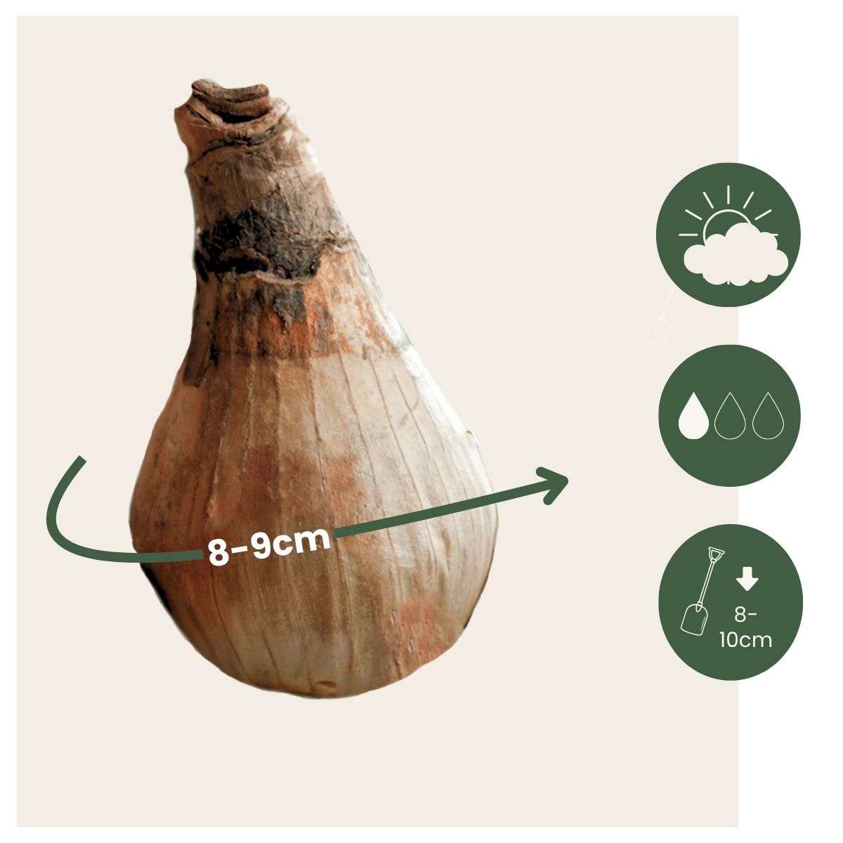 Summer Snowflake - 40 pcs. - Leucojum aestivum - Flower Bulbs - White