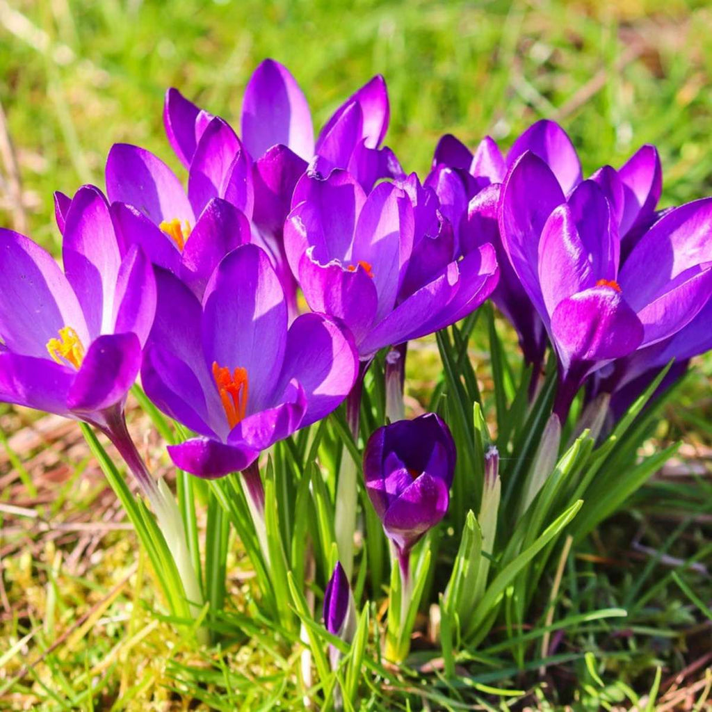 Crocus bulbs - 200 pcs. - Crocus 'Ruby Giant' - Flower Bulbs - Purple