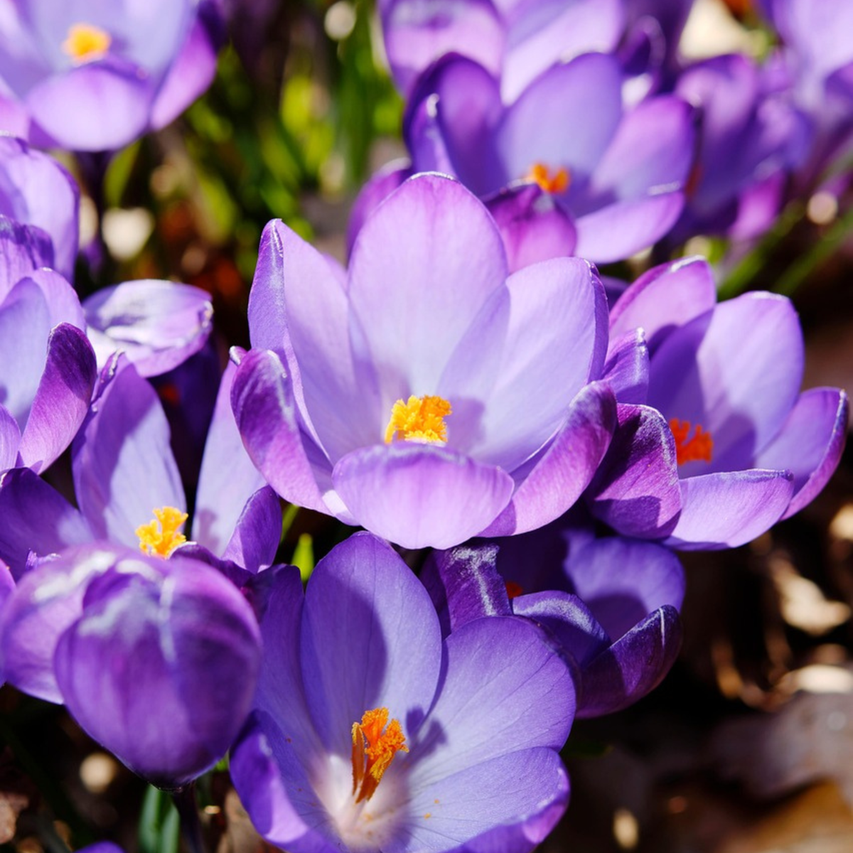 Crocus bulbs - 200 pcs. - Crocus 'Ruby Giant' - Flower Bulbs - Purple