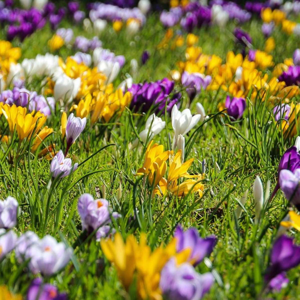 Crocus bulbs - 30 pcs. - Crocus 'Large Flowering Mix' - Flower Bulbs