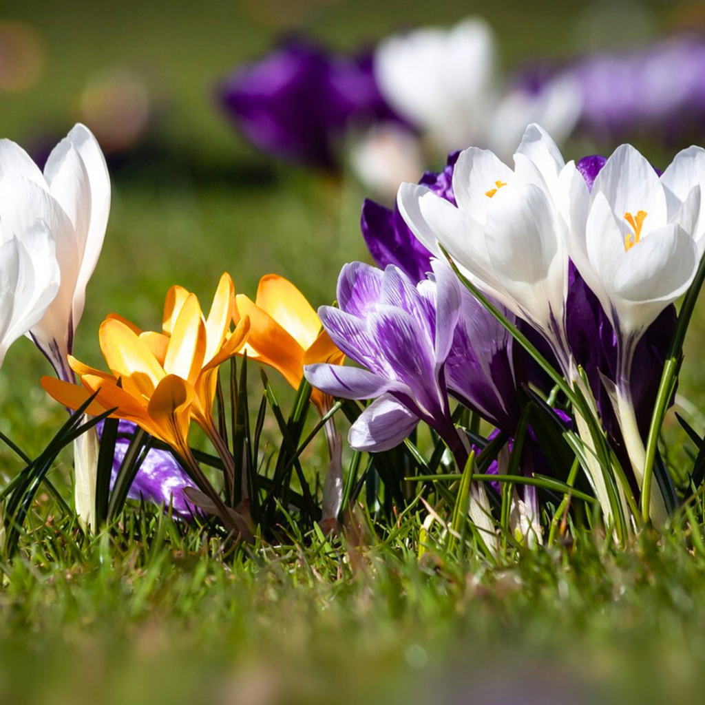 Crocus bulbs - 30 pcs. - Crocus 'Large Flowering Mix' - Flower Bulbs