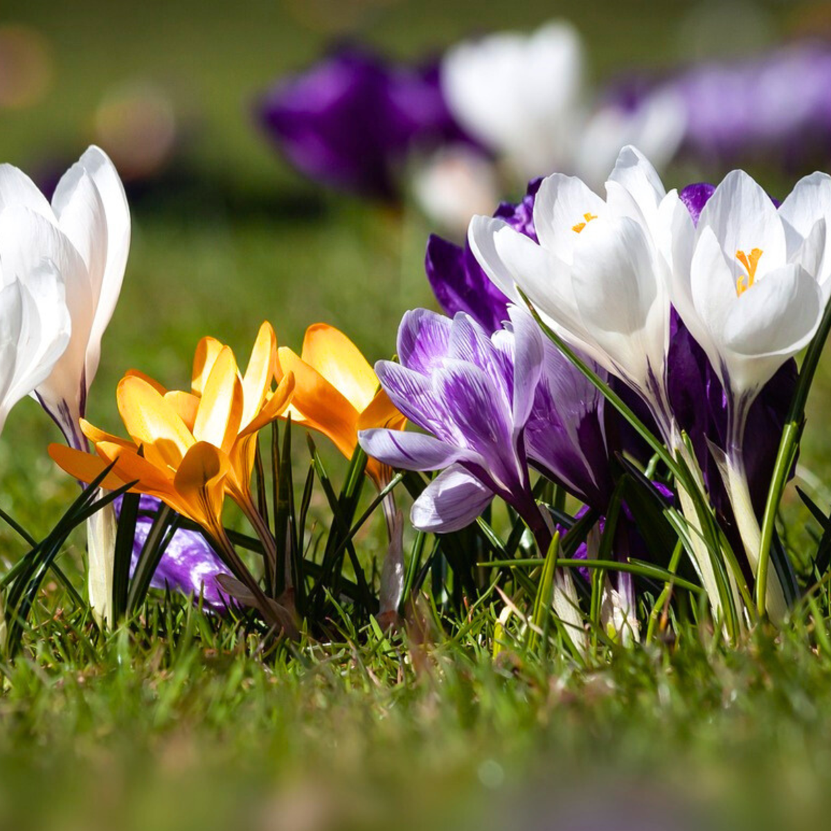 Crocus bulbs - 30 pcs. - Crocus 'Large Flowering Mix' - Flower Bulbs