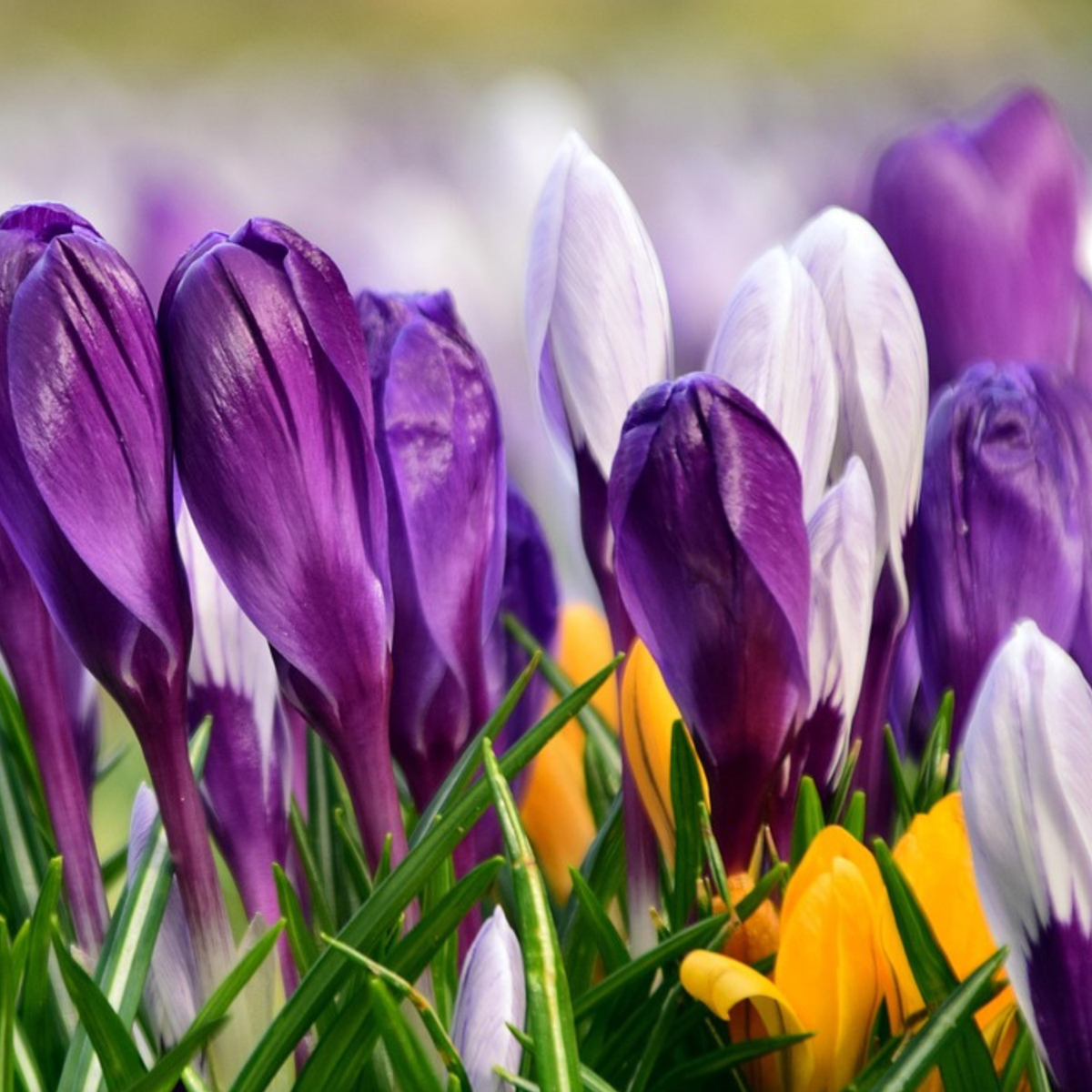 Crocus bulbs - 30 pcs. - Crocus 'Large Flowering Mix' - Flower Bulbs