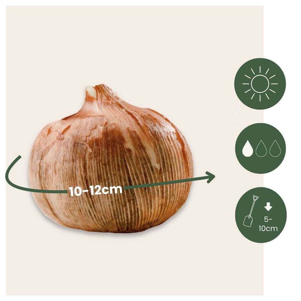 Crocus bulbs - 30 pcs. - Crocus 'Large Flowering Mix' - Flower Bulbs