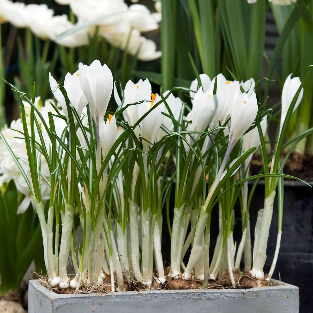 Crocus bulbs - 30 pcs. - Crocus 'White' - Flower Bulbs - White