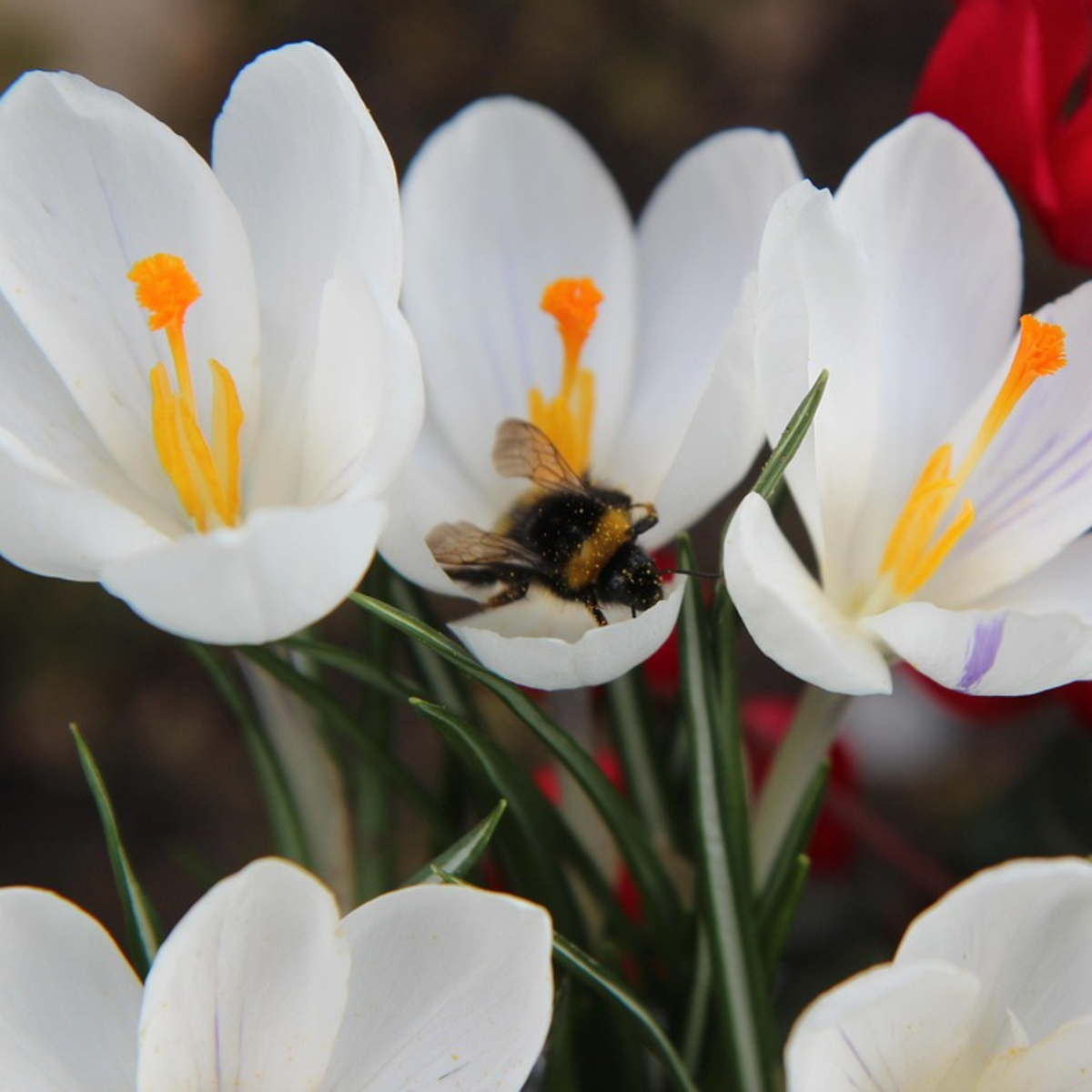 Crocus bulbs - 30 pcs. - Crocus 'White' - Flower Bulbs - White