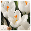 Crocus bulbs - 30 pcs. - Crocus 'White' - Flower Bulbs - White