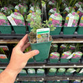Oregano common 9cm